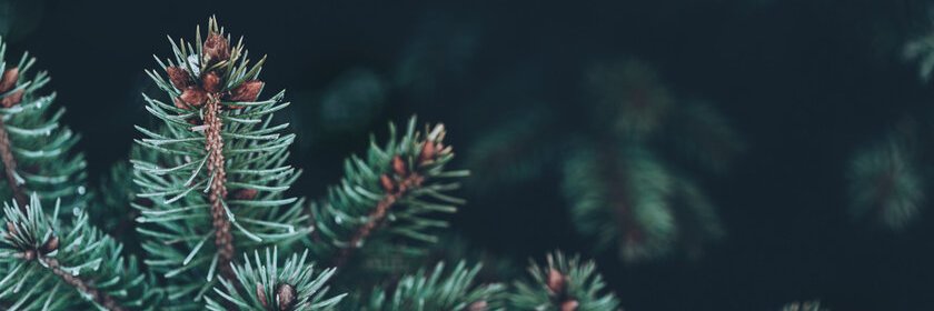 Jason Checkla banner