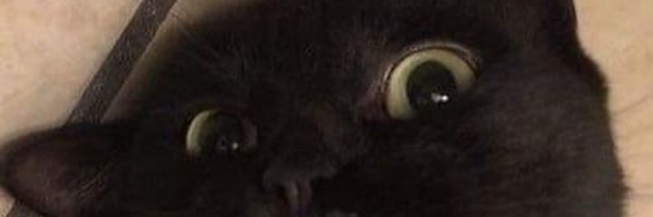 daniTheGreedy's profile banner image