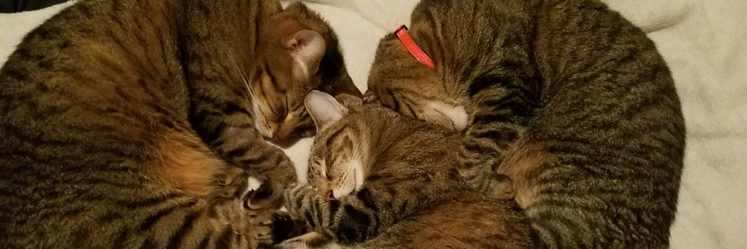 misa_freeman's profile banner image