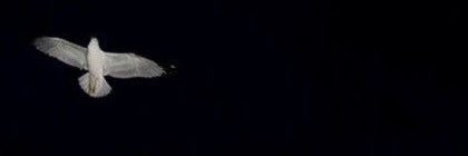 believer banner