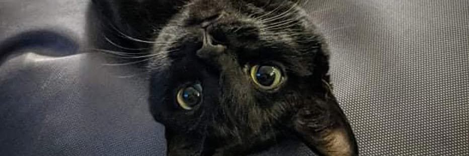 robintlr5's profile banner image