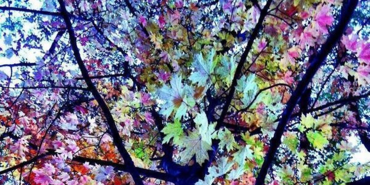 Stephanie Taylor banner