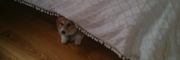 Rudi_Fresh Profile Banner