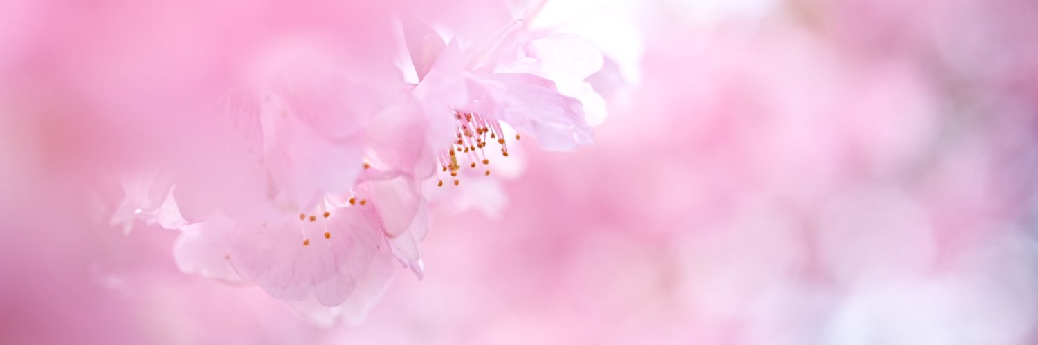白猫さんの下僕 banner