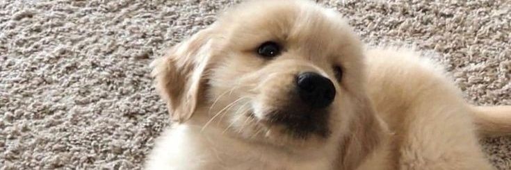 Lily 🐾🦴's banner
