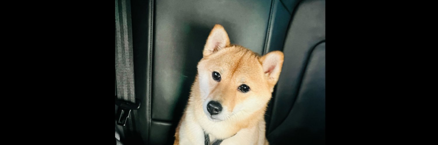 🐕大饼饲养员🐕's banner