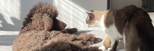 MhlyEszter Profile Banner