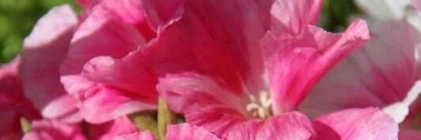 luzarella Profile Banner