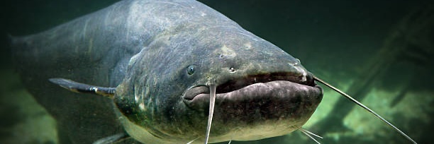 江戸時代の湖(？)にいたnamazun banner