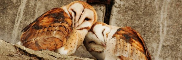 christianperez Profile Banner