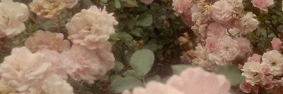 ♥Sαяα banner