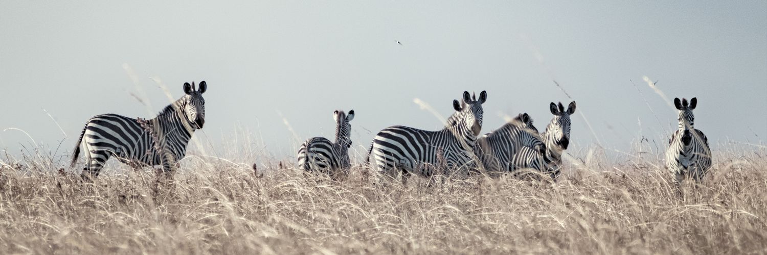 Upemba National Park banner