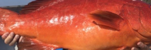 nerigocho Profile Banner