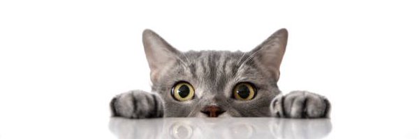 catpawonsol Profile Banner
