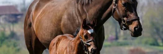 Abraham Graterol Urribarri banner