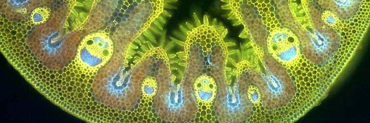 Garrett Frampton banner