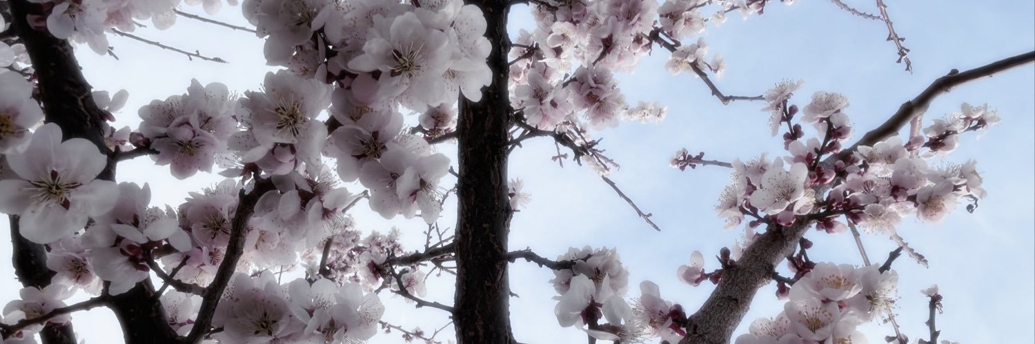 𝐲𝐮𝐦𝐞 banner