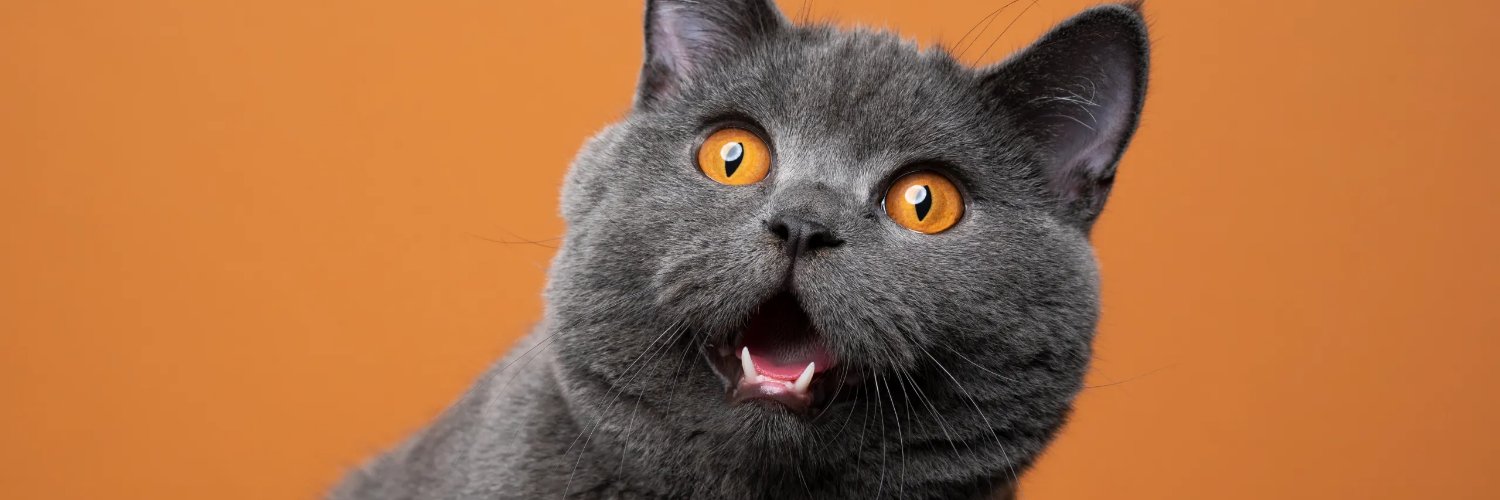 DroolingCat's profile banner image