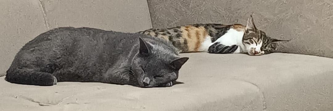spicacore's profile banner image