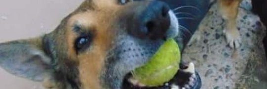 Barrosflopii's profile banner image
