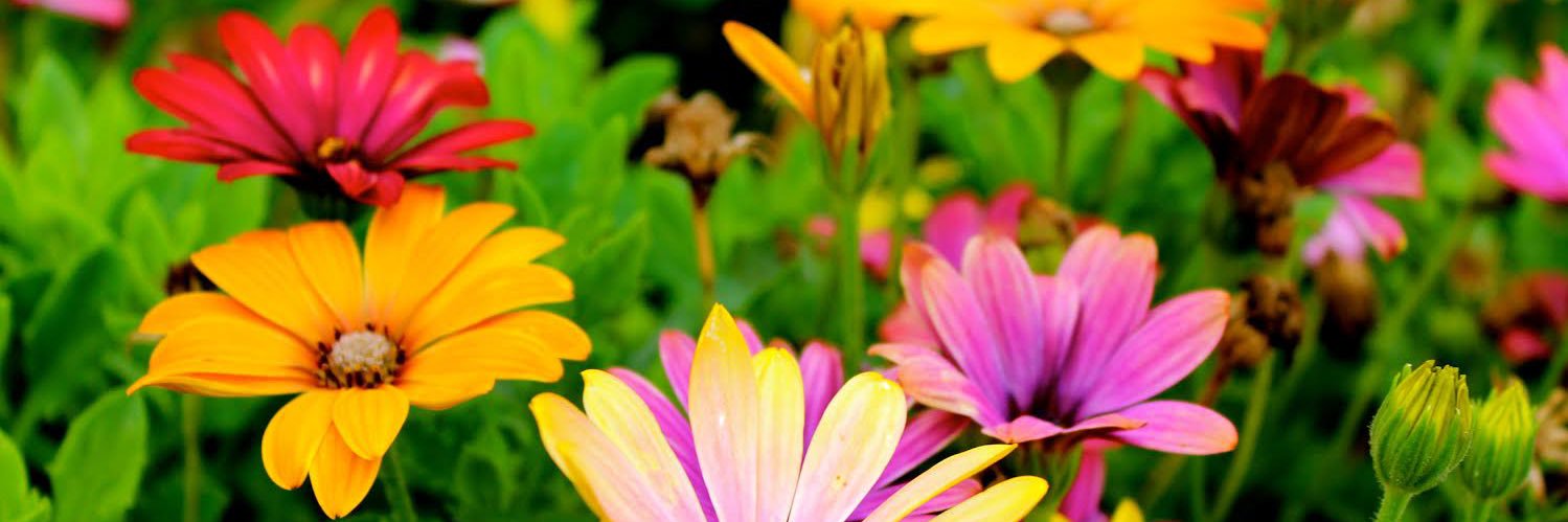 GroovyFlowerGrl's profile banner image