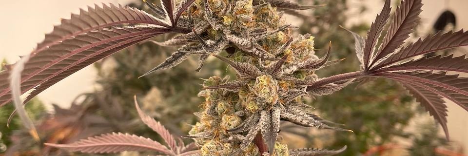 trappwithoffline_Cannabis banner