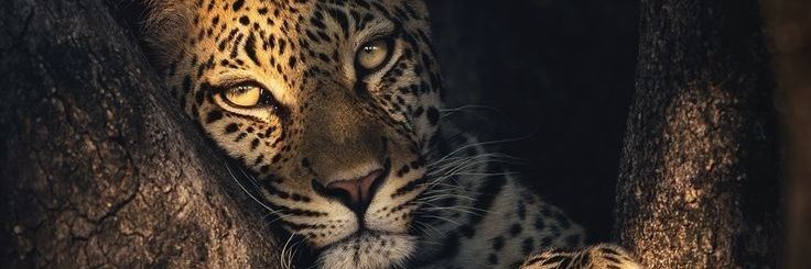 talitakramer's profile banner image