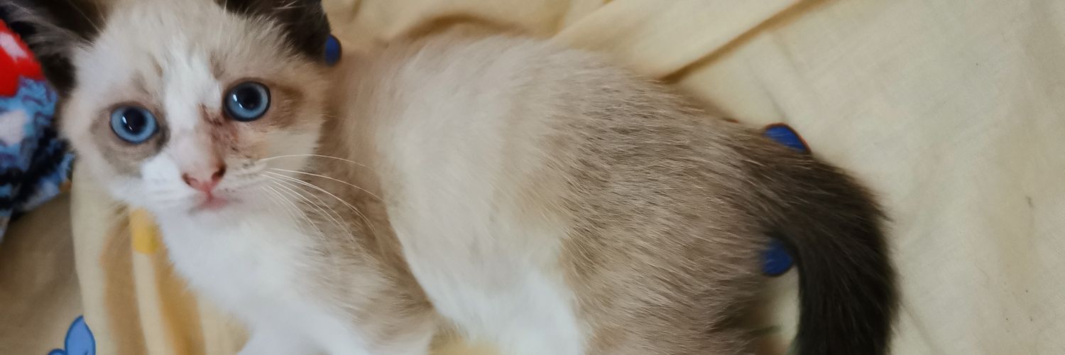 Susimpatica's profile banner image