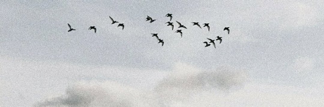 Colton Houston banner