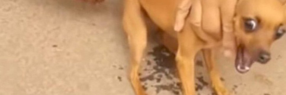 ßεɴĵεε 🇺🇬 banner