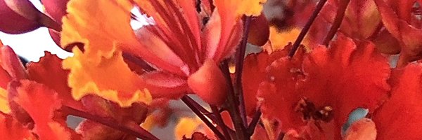 howboutdatcat Profile Banner