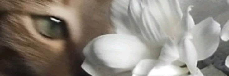 lau banner