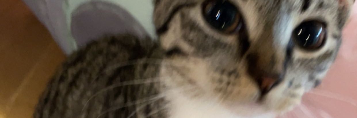 ain banner