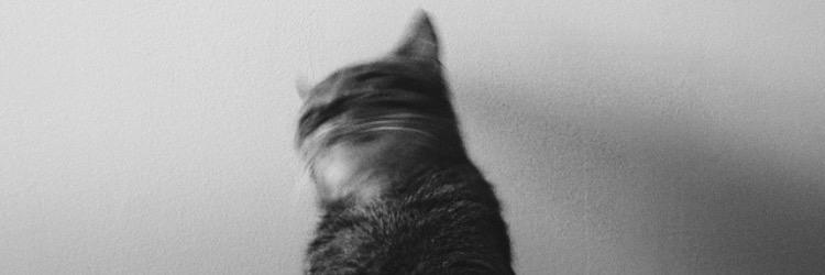 The Jennarator banner