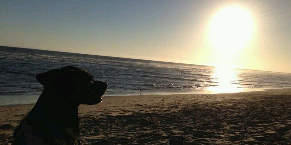 PJRous's profile banner image