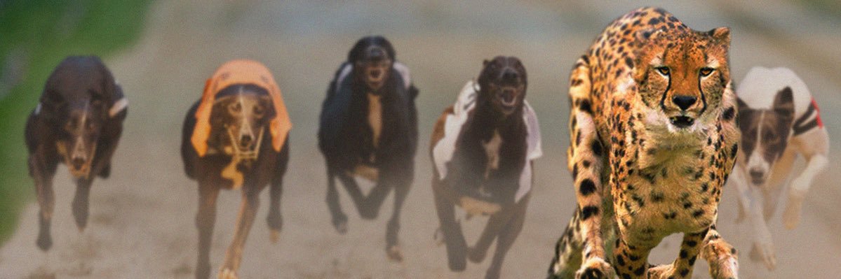 Greyhound TrackSide banner