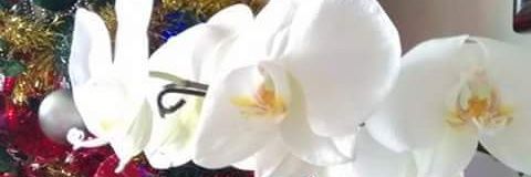 patricia b toddai banner