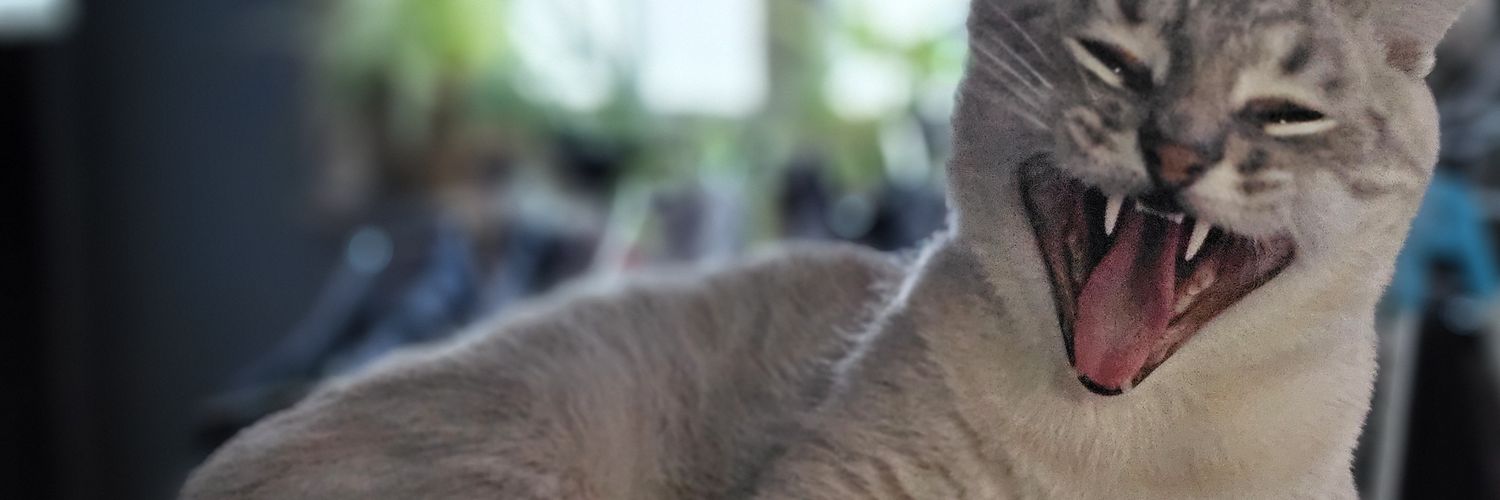 ThomasBuiz's profile banner image