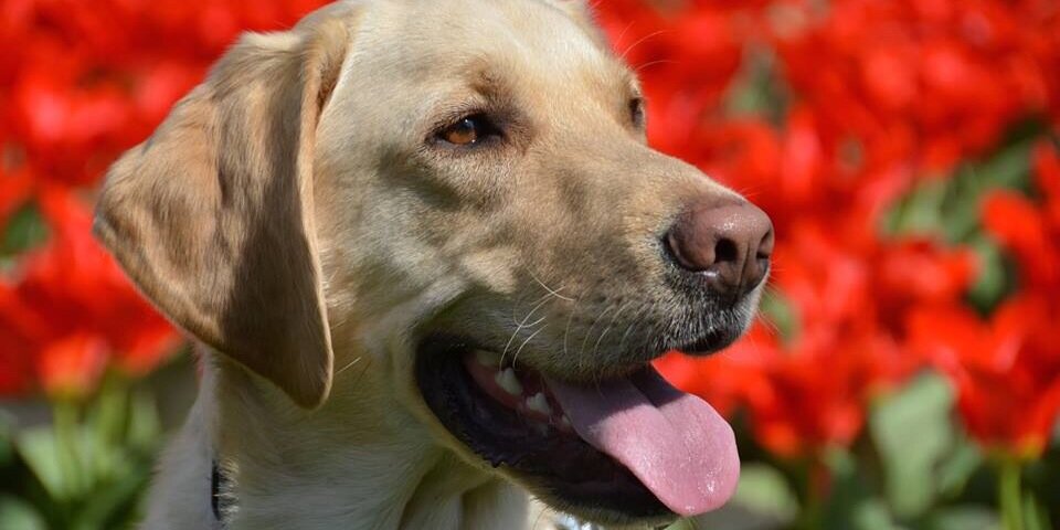George the Dog banner