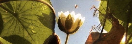 gris banner