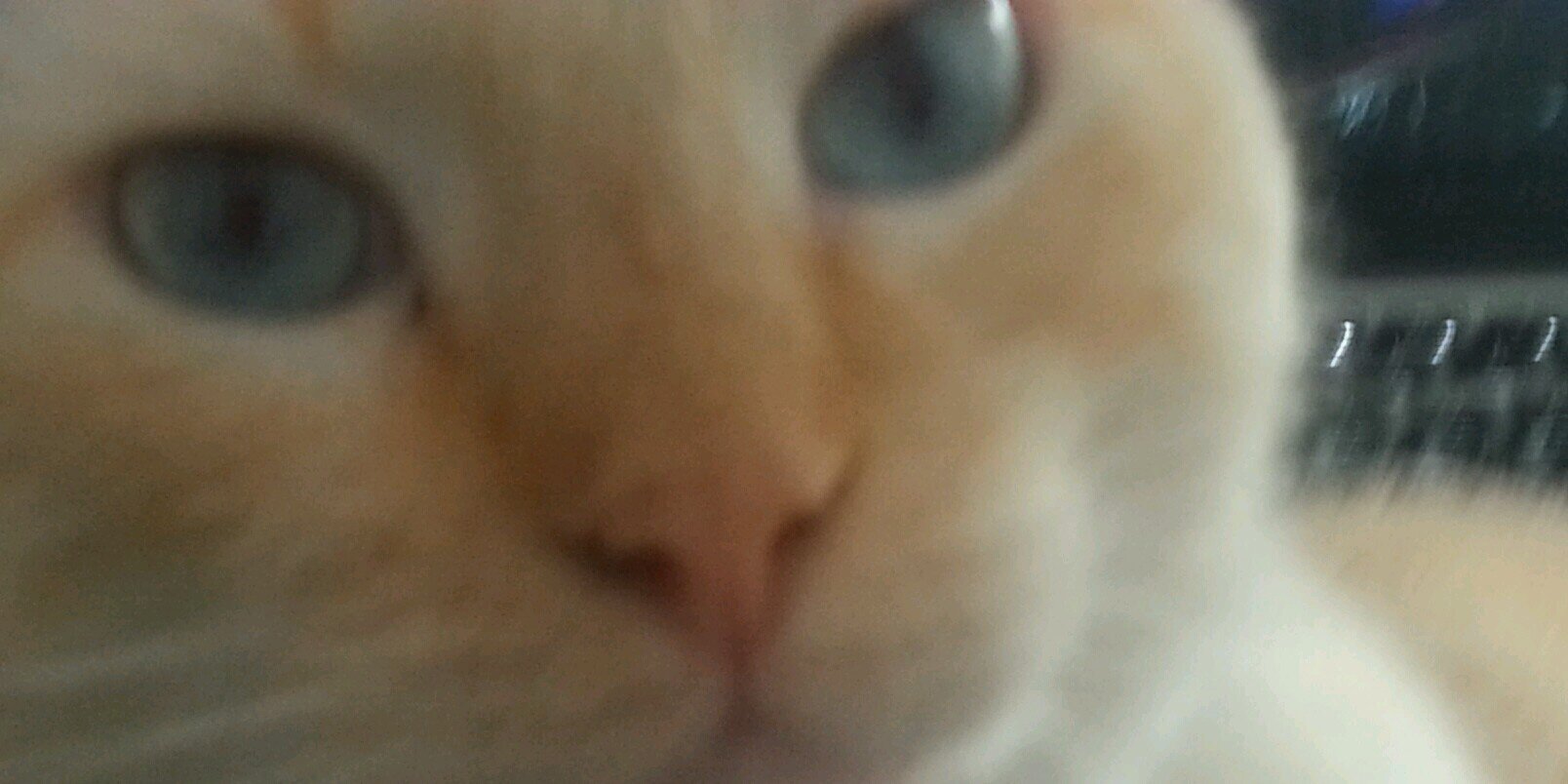 BobsMittenPaws's profile banner image