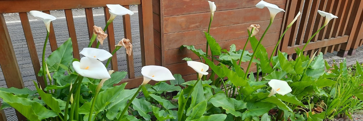 蔥蟲_委託開放中+Live2D修練 banner