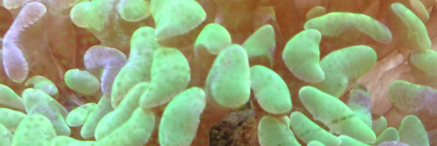 MrTurtleTums's profile banner image