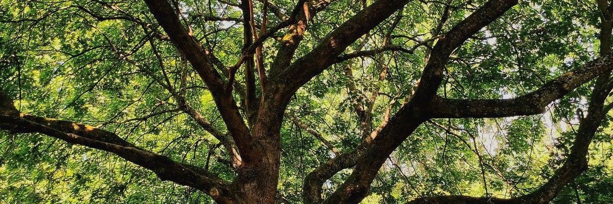𓍼 banner