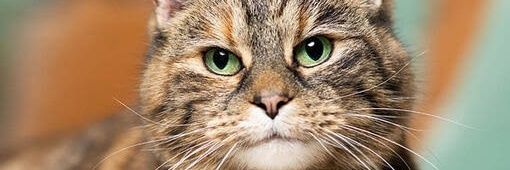 Social menace banner