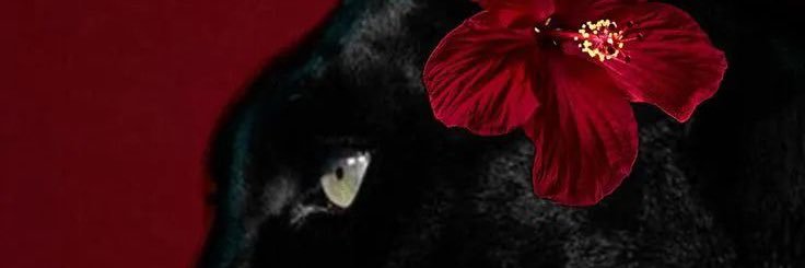 Queen of Queries👩🏾‍💻✨ banner