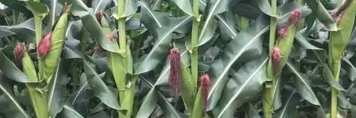 Caxton cheruiyot banner