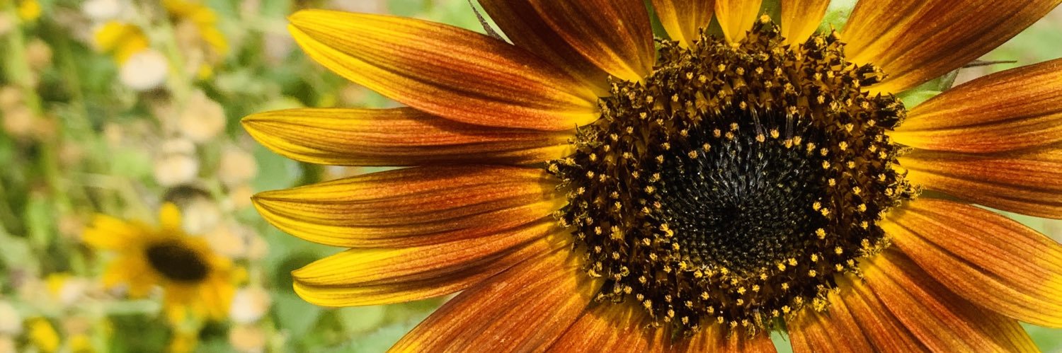 themarkstenger's profile banner image