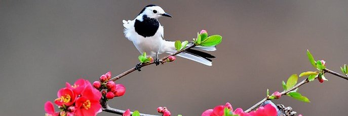 lamlam603131's profile banner image