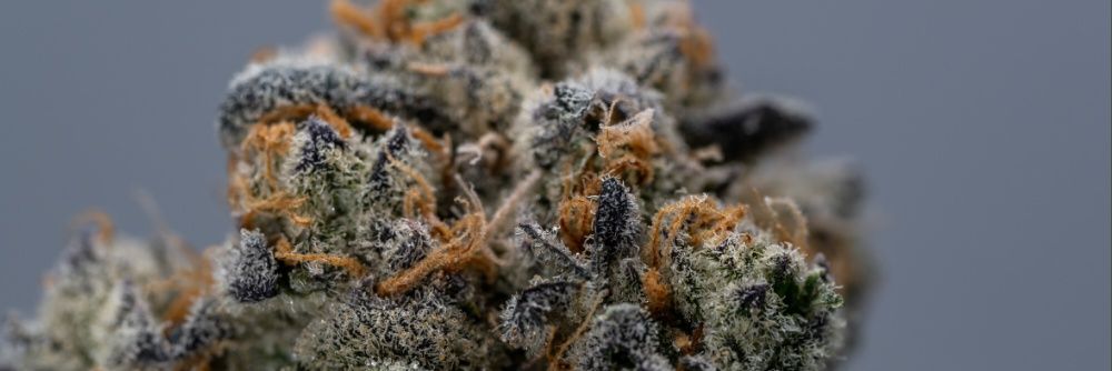 Jyllene Genetics banner